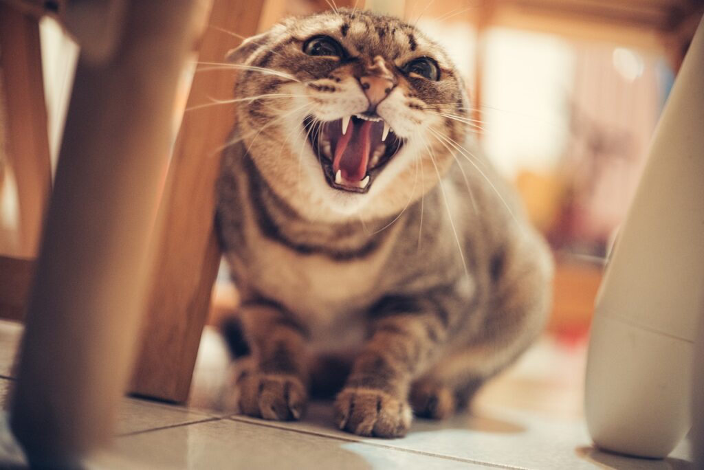 why-does-my-cat-aggressive-all-of-a-sudden-catlifezone