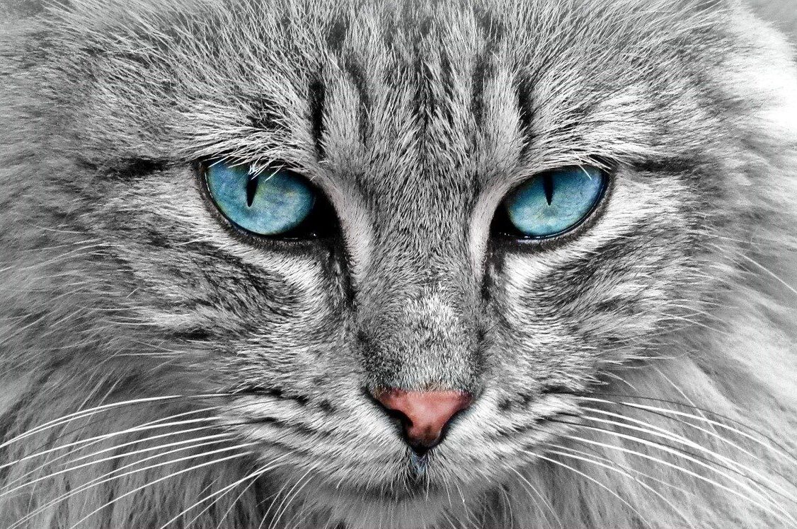 cat with blue eyes starring