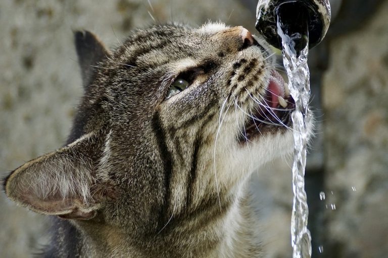 cat dehydration