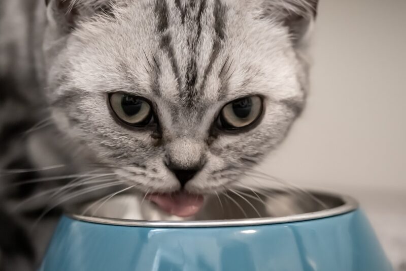 why cat vomiting; cat eating