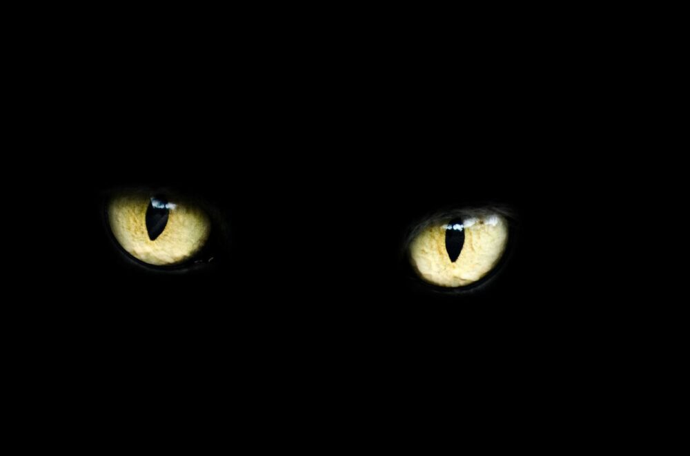 cat eyes cat's vision