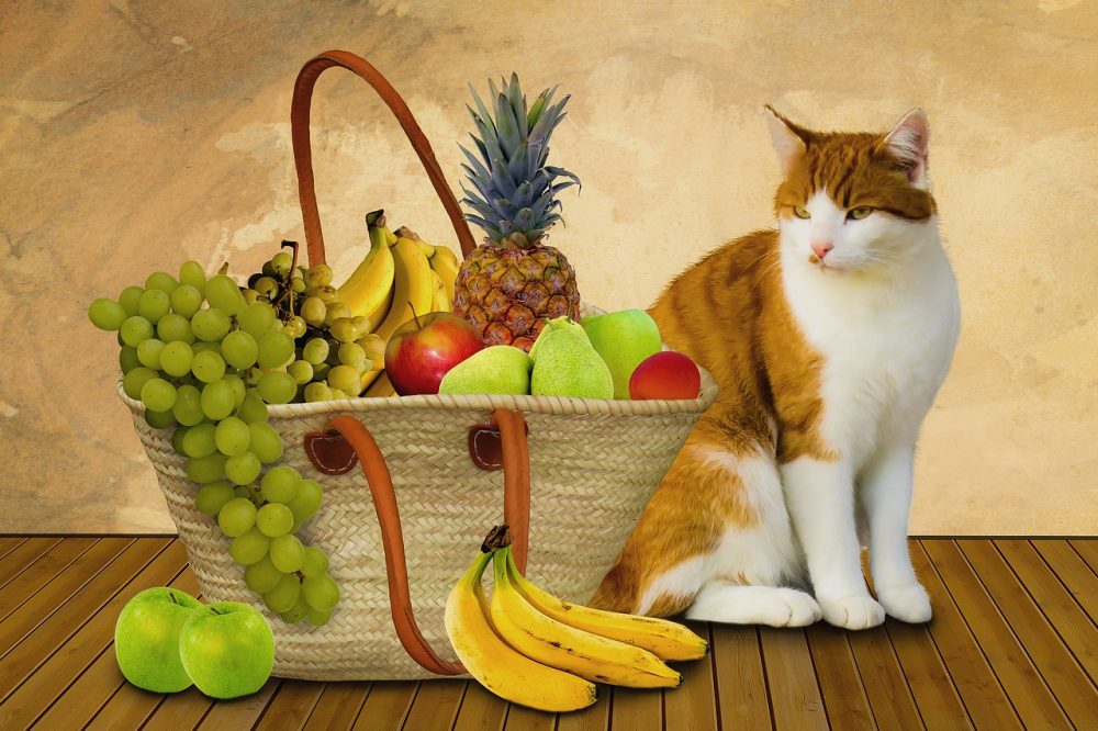 fruits that cats can eat