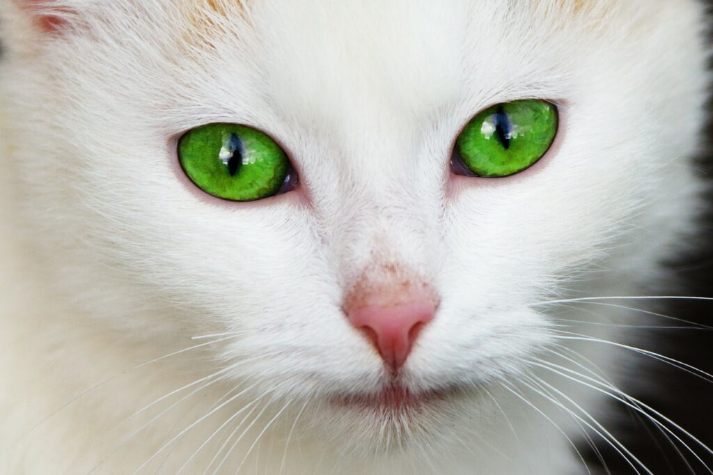 cats' eye color (cat with green eyes)