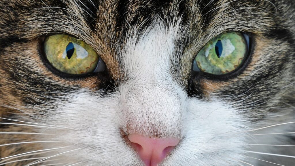 Cat with odd colored eyes