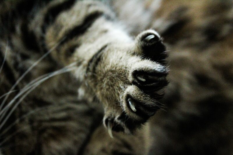 cat's nails