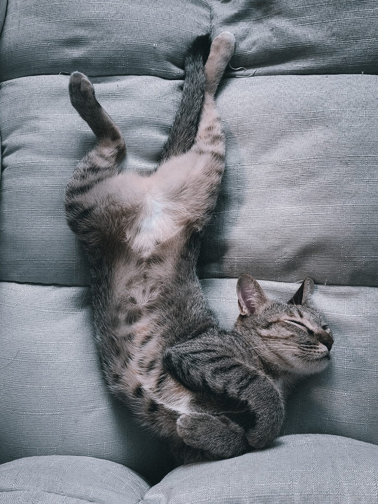 cat sleep belly-up