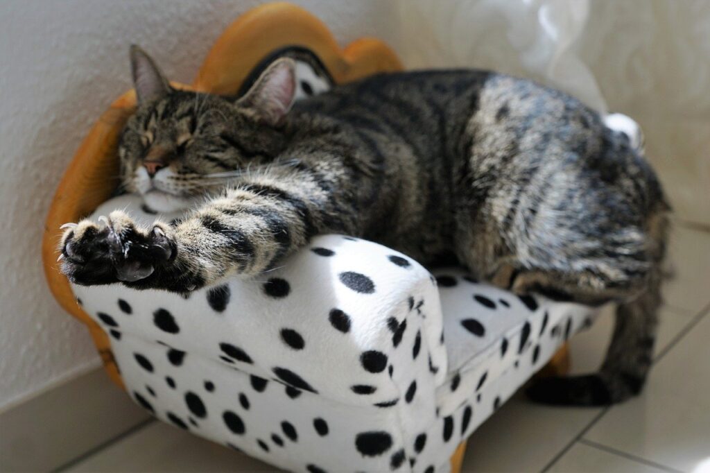 cat sleepin on sofa stretching