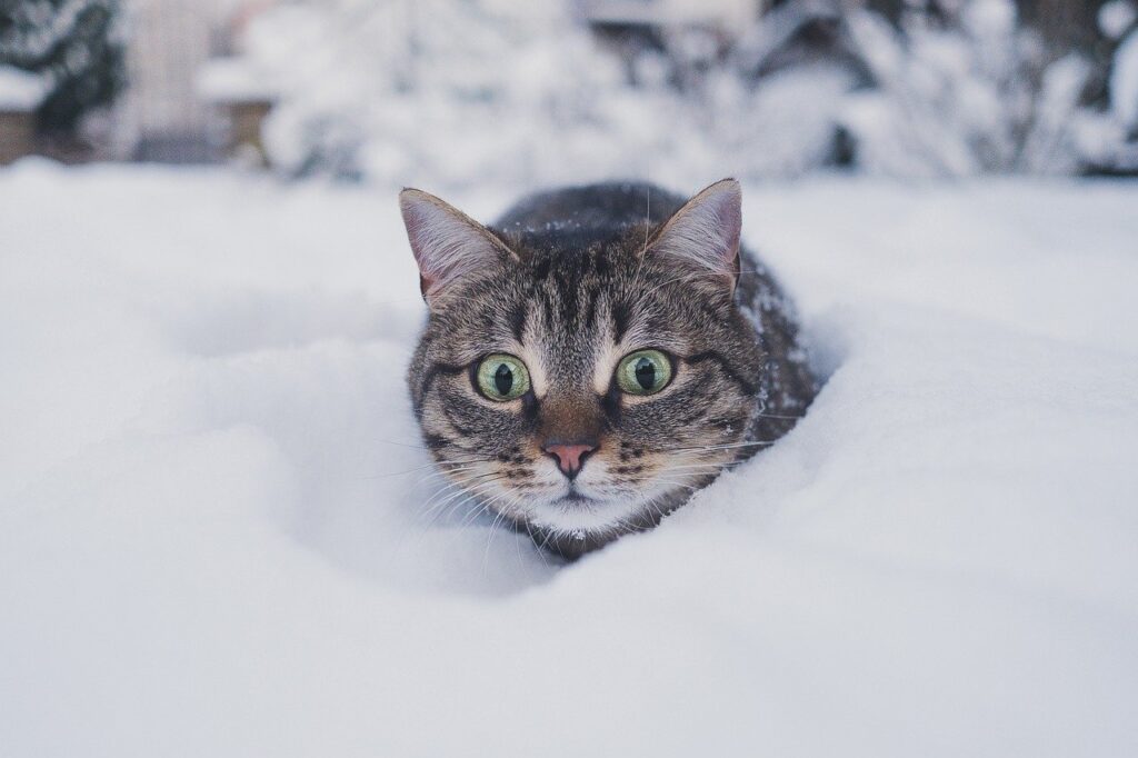 Can cats survive outside in the winter