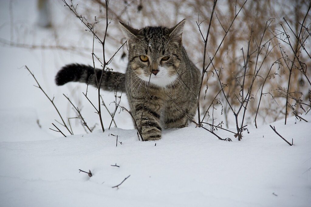 can cats survive outside in the winter