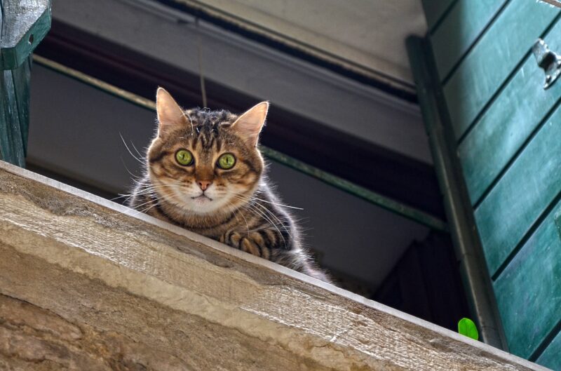 cat at balcony