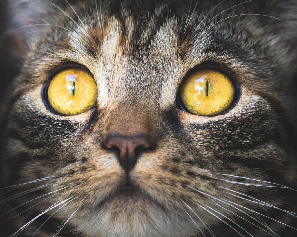 cats eye color (A cat with yellow eyes)