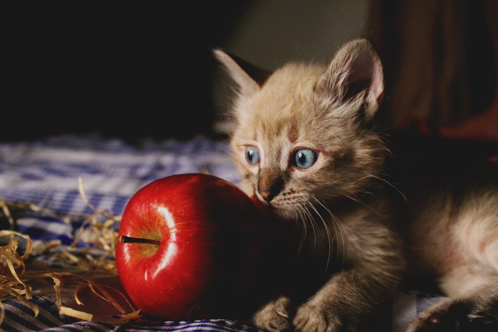 fruits that cats can eat
kitten and apple