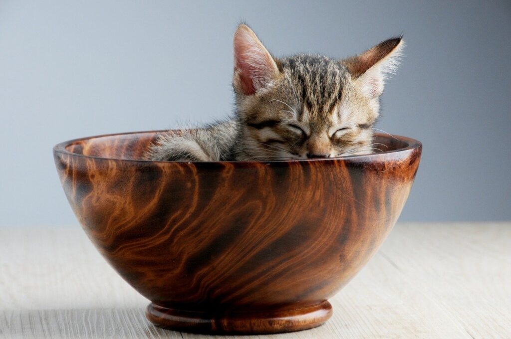 cat sleeping position and their meaning
Cat sleeping in a bowl