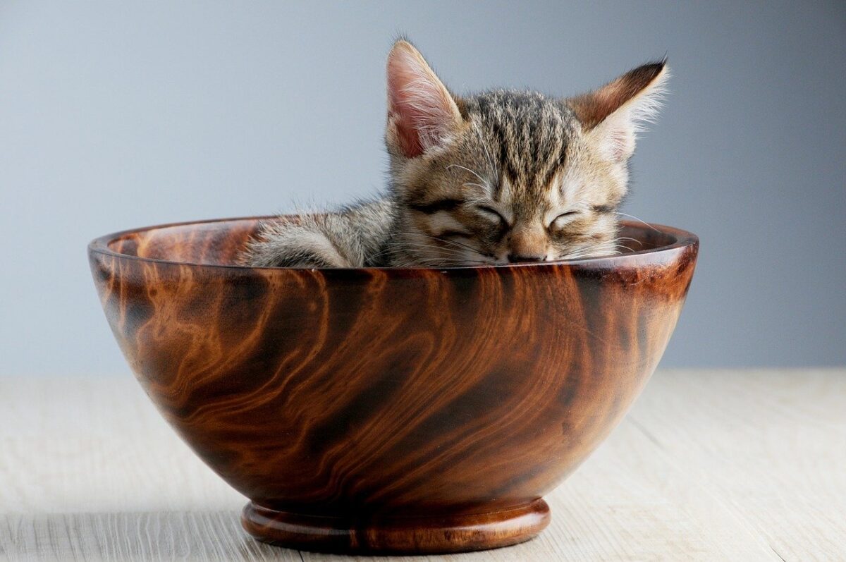 cut kitten sleeps in a bowl