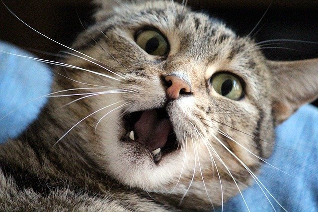 stress and anxiety in cats