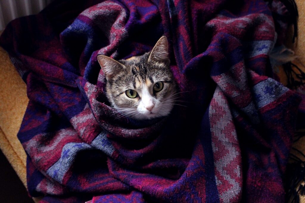 How To Keep Outdoor Cats To Stay Warm