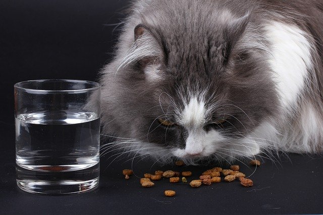 cat dehydration