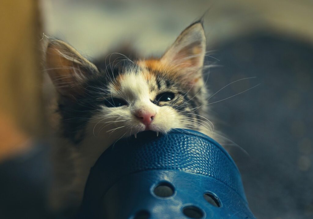 kitten teething