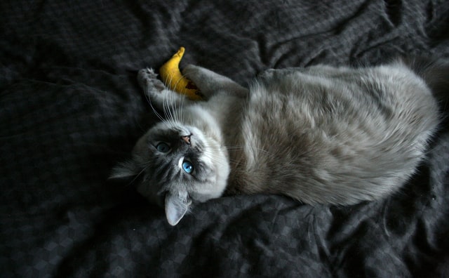 can cats eat banana