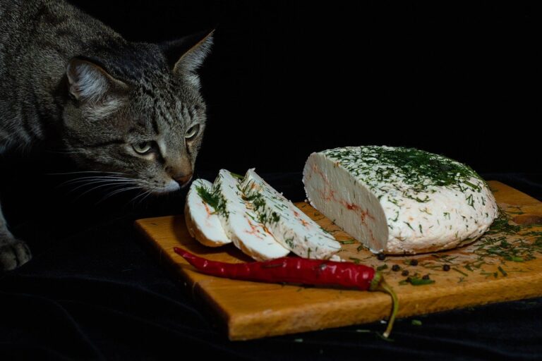 Is cheese safe for cats