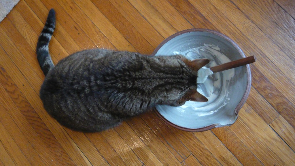 can cats have whipped cream?