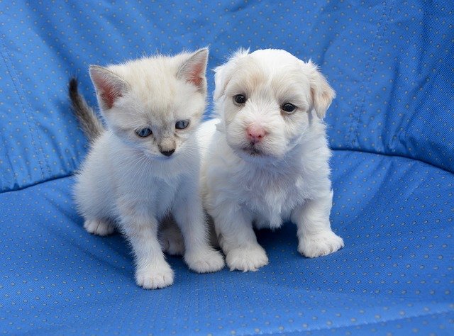 puppy and kitten, can I give cats dog food