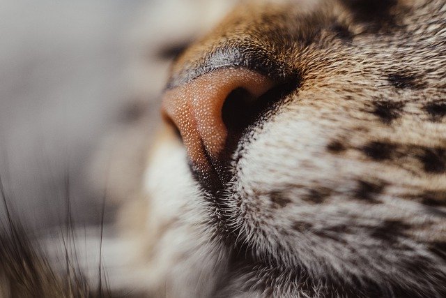 cats noses wet and cold, wet nose