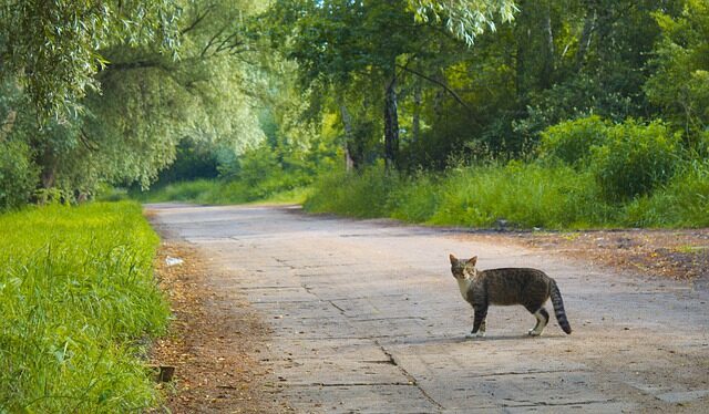 how far do cats roam? cat walking