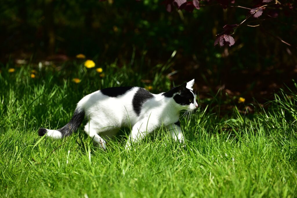 how far do cats roam? cat walking the bush
