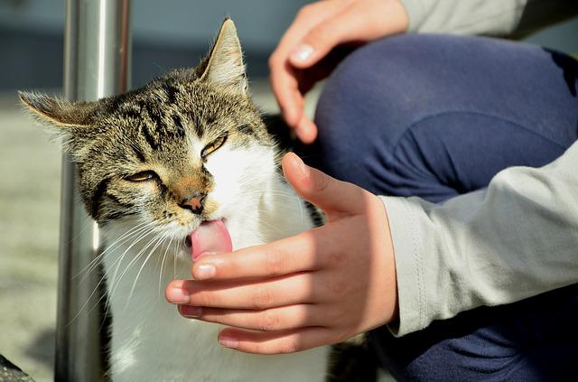 Do cat recognize their owners after being separated?