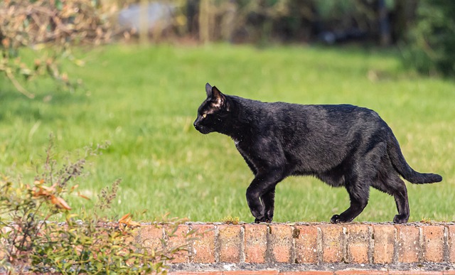 how do cats navigate-cat walking alone