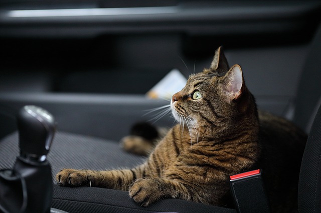 how to make cats relaxed in car-cat sitting in car