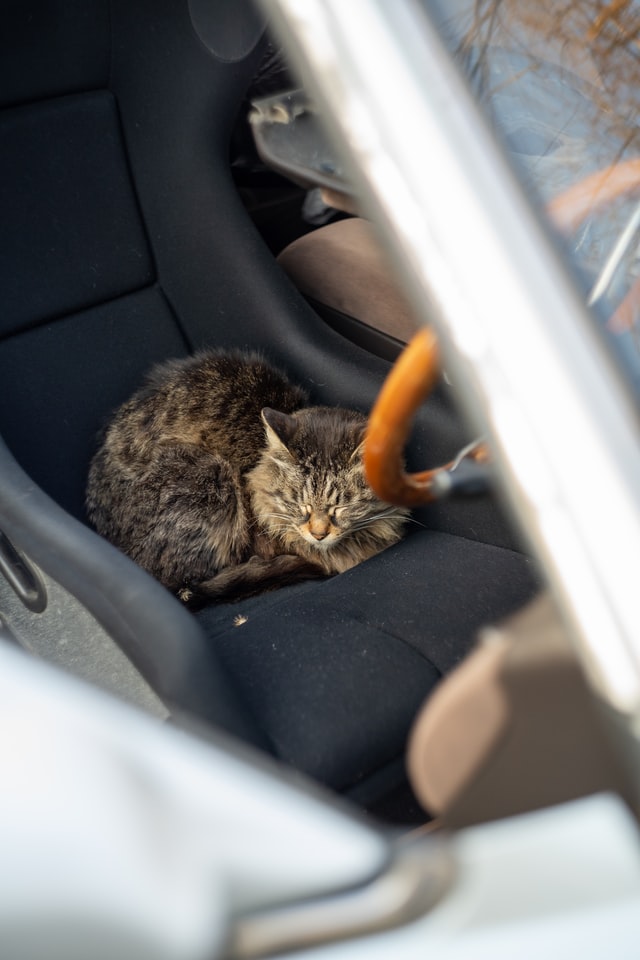 how to make cats relaxed in car-cat sitting in car 2