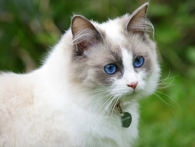 Which cat breed should I adopt?
