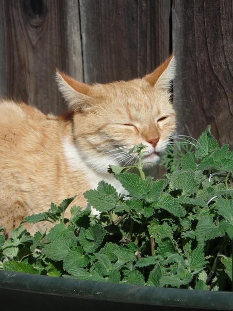 Is catnip good for cats