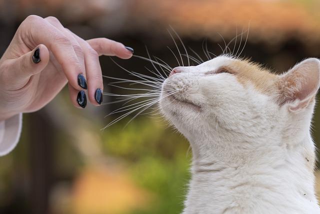Do cats recognize their owner's face and voice
