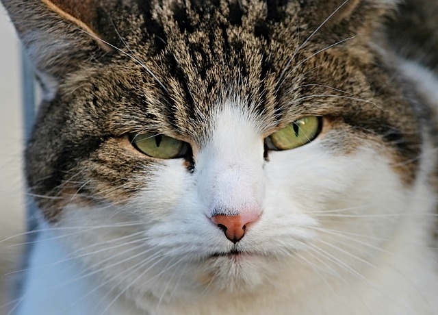 Do cats have long-term memory?