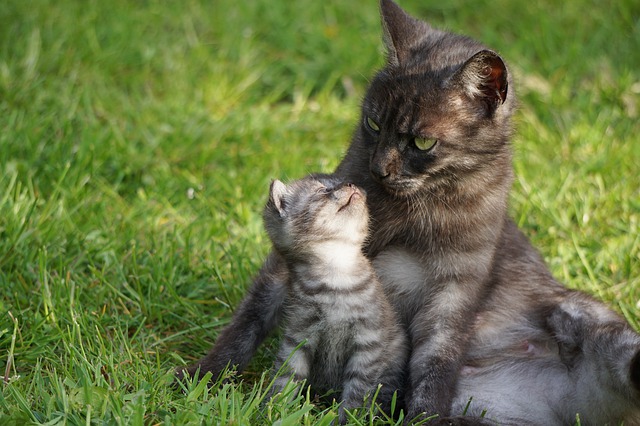 Caring Tips for Newborn Kittens and a Mother Cat