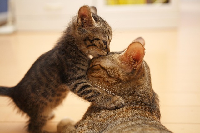 Do cats remember their mom and siblings?